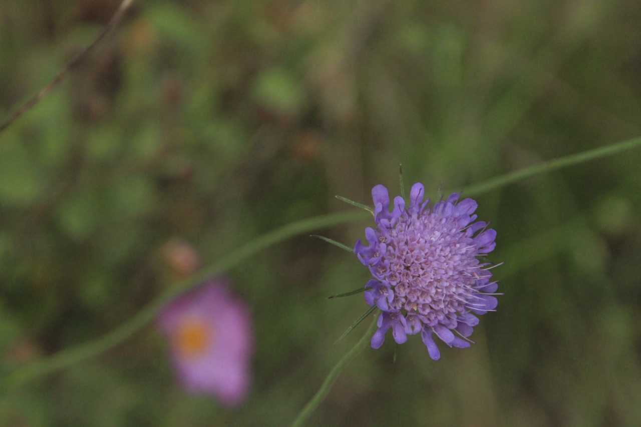 Vedovina selvatica