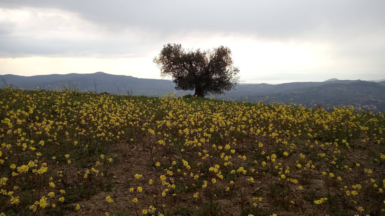 Oro e dintorni